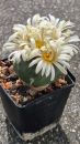 Lophophora alberto-vojtechii